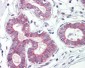RPL31 Antibody (aa61-110)